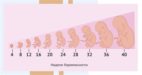 Влияние прижигания эрозии на нормальное развитие беременности