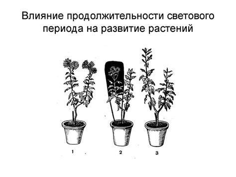 Влияние продолжительности светового периода на физиологические процессы растения съедобного корнеплода