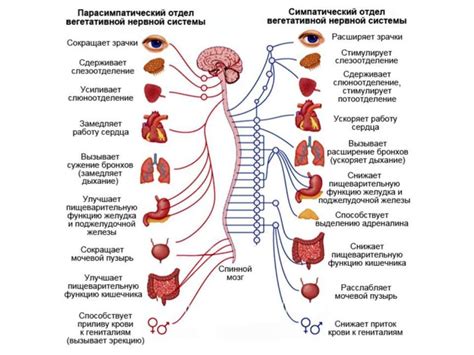 Влияние смеси на состояние нервной системы