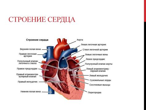 Влияние физических нагрузок на состояние сердечной проводимости