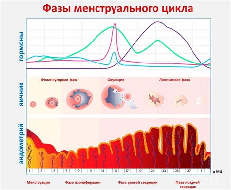 Влияние физического и психологического состояния на регулярность цикла менструаций