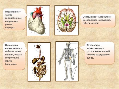 Влияние хеликобактера на организм