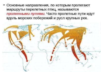 Влияние человеческой активности на миграции уток