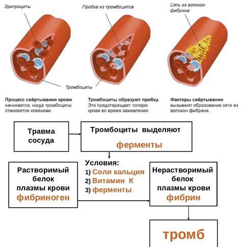 Влияние шиповника на активность факторов свертывания крови