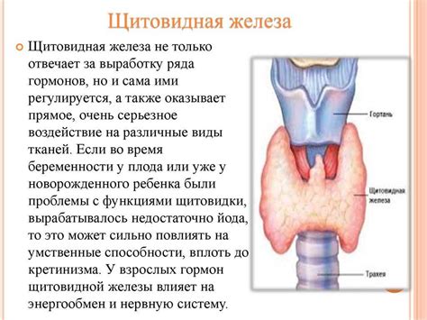 Влияние щитовидной железы на глотание