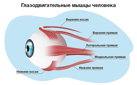 Воздействие основного мозгового долга на глазные мышцы