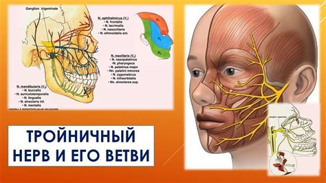 Возможность перекрещивания тройничного нерва