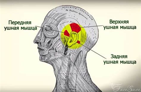 Возможность шевелить ушами