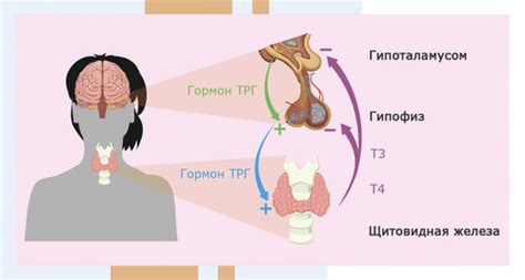 Возможно ли сдать анализ ТТГ при простуде?