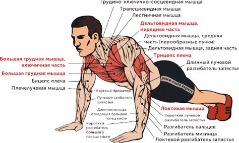 Возможно ли тренировать мышцы рук только отжиманиями?