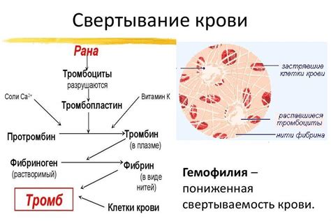 Возможные механизмы действия шиповника на свертываемость крови