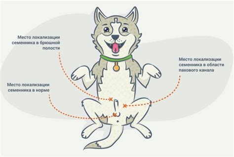 Возможные осложнения после приема полисорба котами