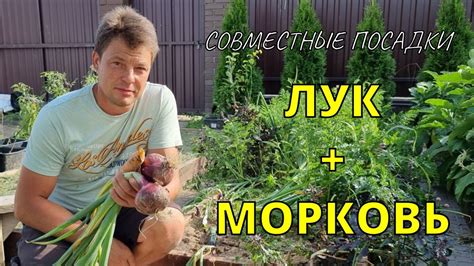 Возможные проблемы при совместной посадке чеснока и моркови