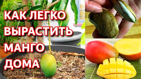 Возможные риски и преимущества употребления косточки манго