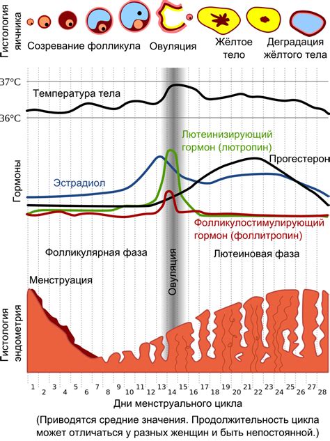 Возможные факторы и итоги отсрочки месячных