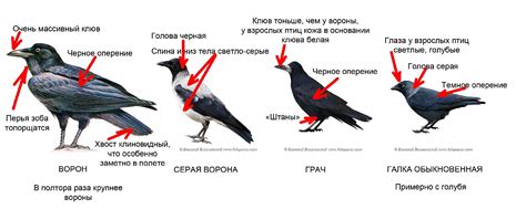 Вороны в культуре: связь с мрачностью и предсказанием несчастий