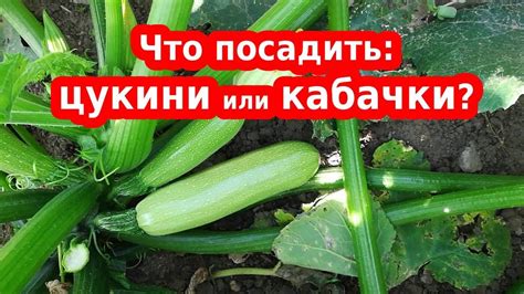 Вредные свойства цукини и кабачков для грудничка