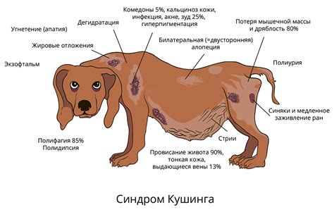 Вред ли поднимание собаки за шкуру для органов дыхания