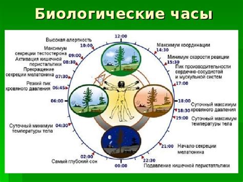 Время года и влияние на появление блох