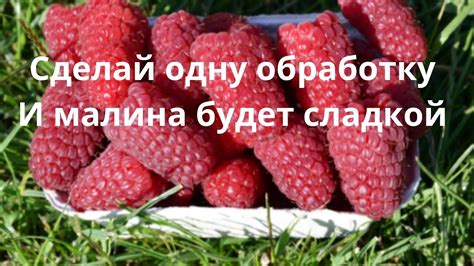 Выбор дрожжей для экстракции аромата и вкуса малины