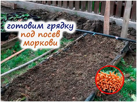 Выбор и подготовка моркови: