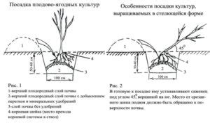 Выбор места посадки и подготовка грунта