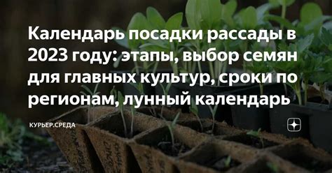 Выбор оптимального времени для посадки веточки