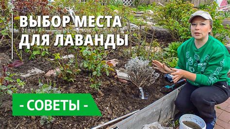 Выбор подходящего места для саженца лонгана