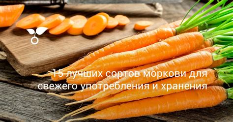 Выбор правильной моркови для прикорма