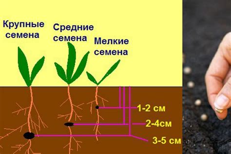 Выбор сорта и приготовление семян для посева