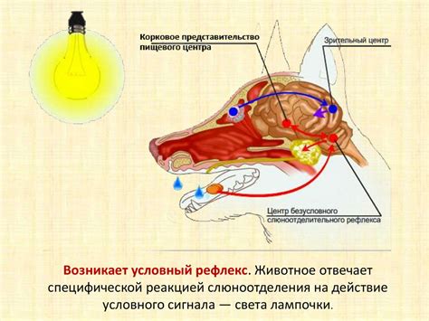 Выделение желудочного сока при питье: важные факторы