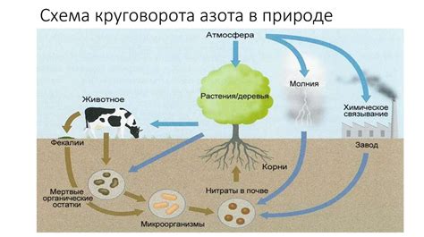 Высокое содержание азота в скорлупе