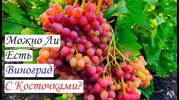 Выясняем, можно ли есть косточки из винограда