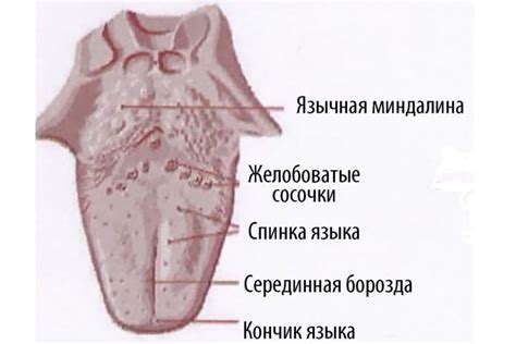 Где находится миндалина и зачем она нужна