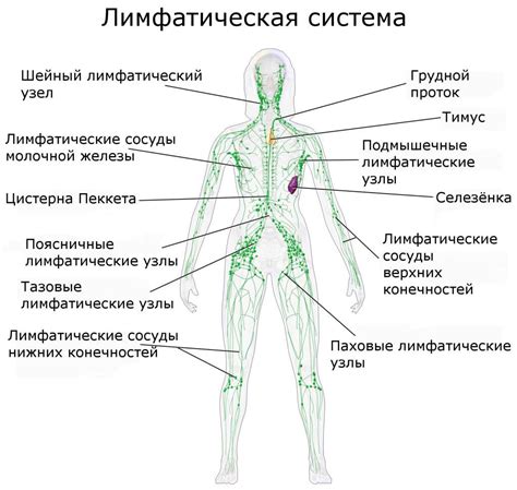 Где находятся лимфоузлы