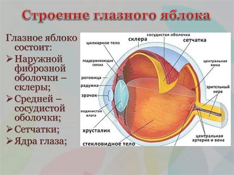 Глаза как отражение генетики человека