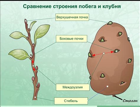 Глазки картошки: что это такое?