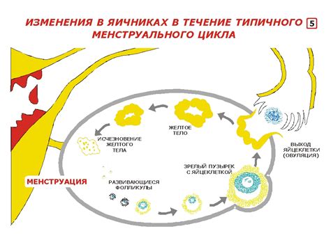 Гормональные изменения в организме