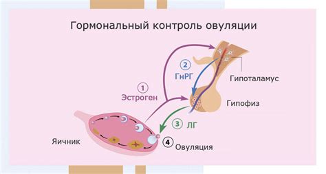 Гормональные изменения у мужчин при овуляции женщин