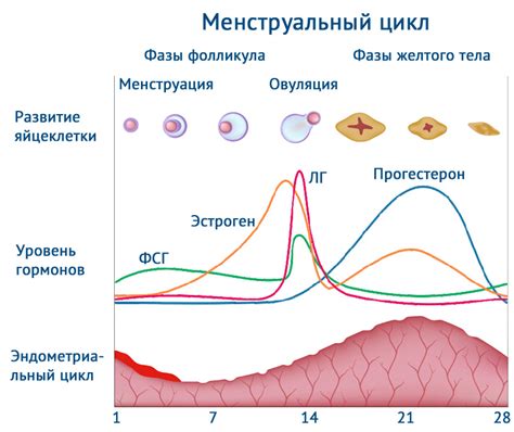 Гормональные причины возникновения цикла 32 дня