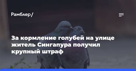 Гражданская ответственность за кормление голубей