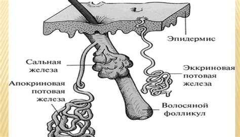 Давление гормонов на апокринные потовые железы