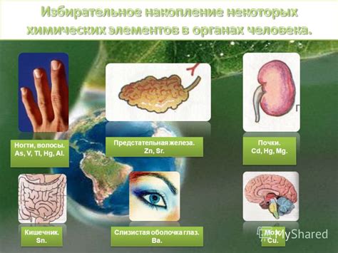 Действие кинзы на организм человека