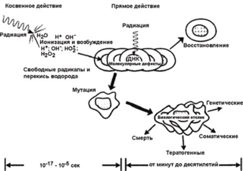 Действие повешения на организм