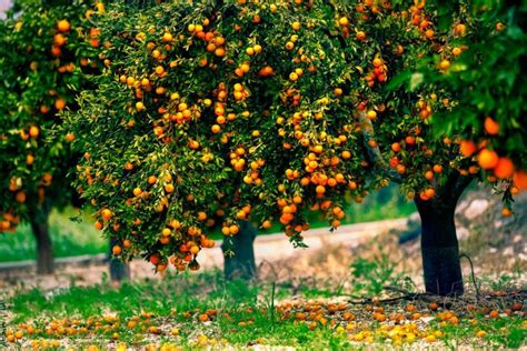 Декоративное апельсиновое дерево: вкусные плоды или украшение?