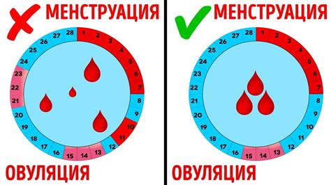 Диагностика цикла 32 дня