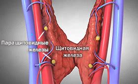 Длительное применение фестала: как это влияет на желудочно-кишечный тракт?