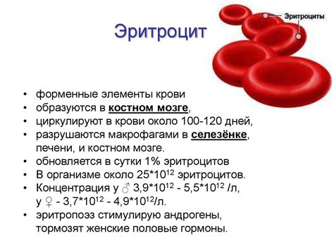 Длительность эффекта трансфузии крови на уровень гемоглобина и последствия