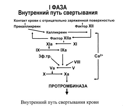 Доказательства клинической эффективности шиповника в регуляции свертывания крови