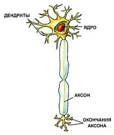 Есть ли нервные клетки в легких?